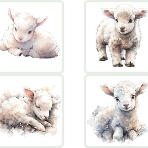 Puede incluir: Cuatro ilustraciones de acuarela de adorables corderos blancos. Cada cordero se representa en una postura diferente, incluyendo acostado, de pie y durmiendo. Las ilustraciones est&aacute;n sobre un fondo blanco.
