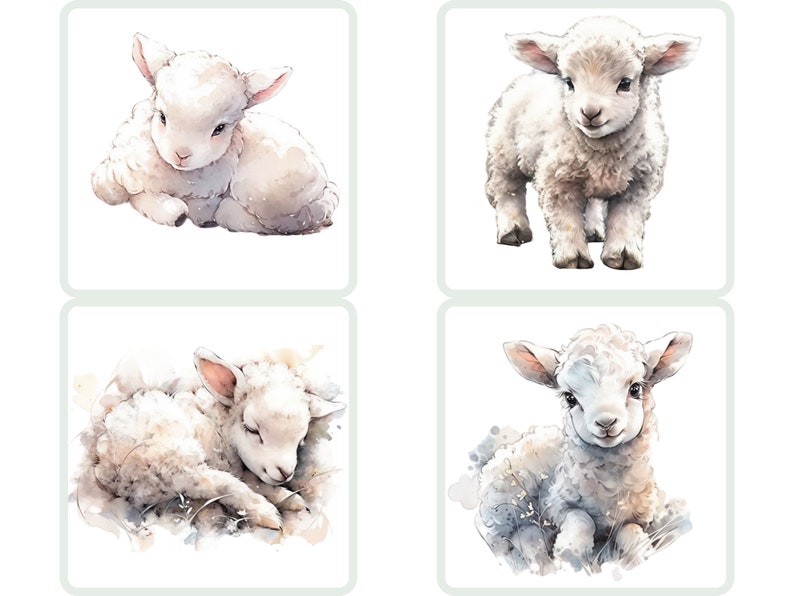 Puede incluir: Cuatro ilustraciones de acuarela de adorables corderos blancos. Cada cordero se representa en una postura diferente, incluyendo acostado, de pie y durmiendo. Las ilustraciones est&aacute;n sobre un fondo blanco.
