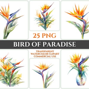 Aquarelle oiseau de paradis Clipart PNG fleur fleur Image fichier romantique Sublimation Wallart numérique mariage Bouquet Art Floral coloré