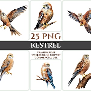 Aquarel torenvalk clipart majestueuze bruine vogel vliegen bundel sublimatie PNG abstracte veer mooie kaart maken ambachtelijke digitale afdrukbare WallArt