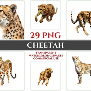 Acuarela CHEETAH Clipart paquete Wallart PNG Cheetah regalo para arte Digital Clipart Cheetah pared decoración acuarela imágenes prediseñadas sala de estar decoración
