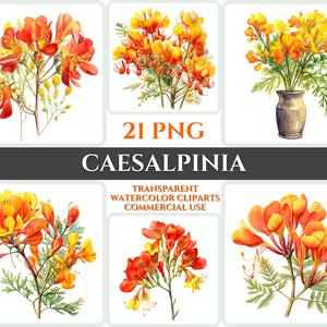 Aquarelle Caesalpinia Clipart PNG Peacock Flower Blossom Image Fichier romantique Sublimation Wallart Bouquet de mariage numérique Floral coloré