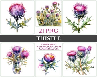 Clipart aquareldistel: png-afbeeldingen met bloemen (digitale download)
