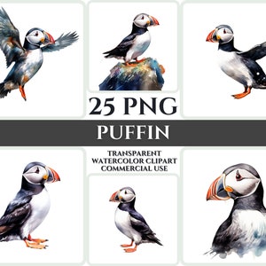 Aquarel papegaaiduiker clipart majestueuze kleurrijke vogel vliegen bundel sublimatie PNG abstracte veer schattige kaart maken schattige digitale afdrukbare kunst