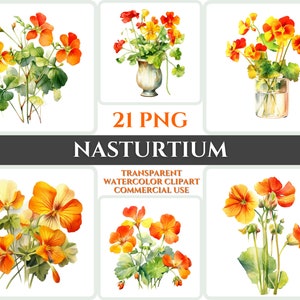 Acuarela Capuchina Clipart PNG Flor Flor Imagen Archivo Romántico Sublimación Wallart Digital Boda Ramo Colorido Vibrante Arte Floral