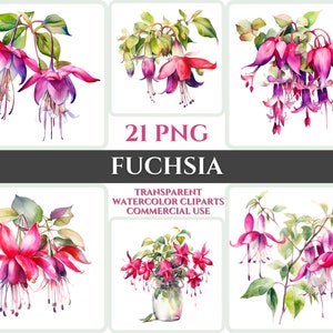 Aquarell Fuchsia Clipart PNG Blume Blüte Bild Romantische Datei Sublimation Wallart Digitale Hochzeit Bouquet Bunte Lebendige Blumenkunst