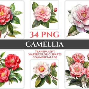 Aquarela Camélia Clipart PNG Flor Flor Imagem Arquivo Romântico Sublimação Wallart Buquê de Casamento Digital Colorido Arte Floral Vibrante