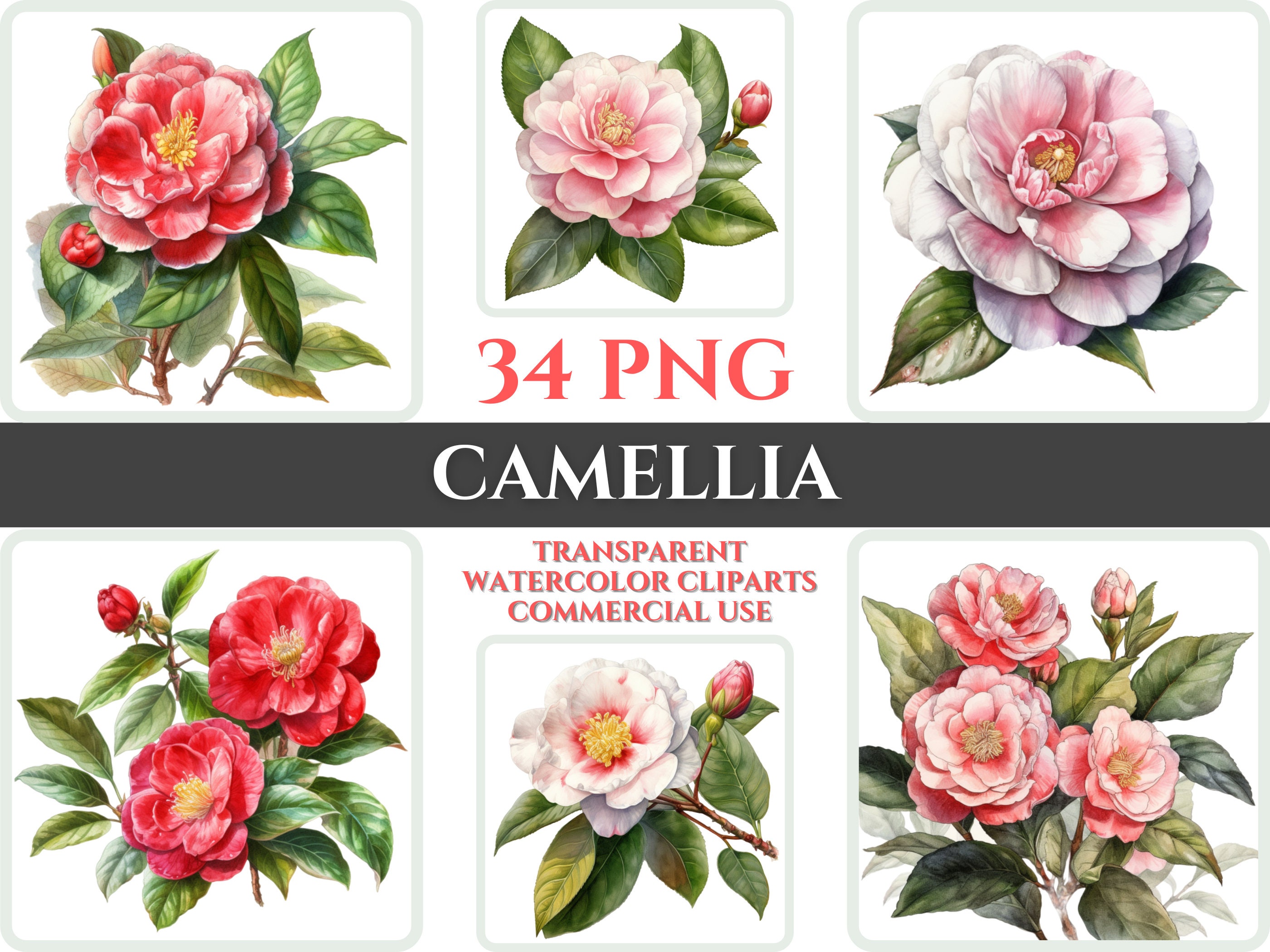 Watercolor Camellia Clipart PNG Flower Blossom Image Romantic - Etsy