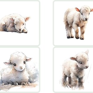 Puede incluir: Cuatro ilustraciones de acuarela de adorables corderos blancos. Cada cordero se representa en una pose diferente, con un pelaje blanco y esponjoso y grandes ojos inocentes.