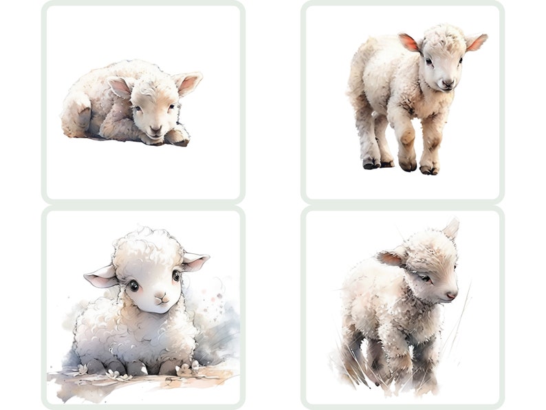 Puede incluir: Cuatro ilustraciones de acuarela de adorables corderos blancos. Cada cordero se representa en una pose diferente, con un pelaje blanco y esponjoso y grandes ojos inocentes.