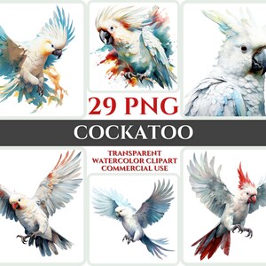 Aquarel kaketoe clipart majestueuze witte vogel vliegen bundel sublimatie PNG abstracte veer mooie kaart maken ambachtelijke digitale afdrukbare kunst