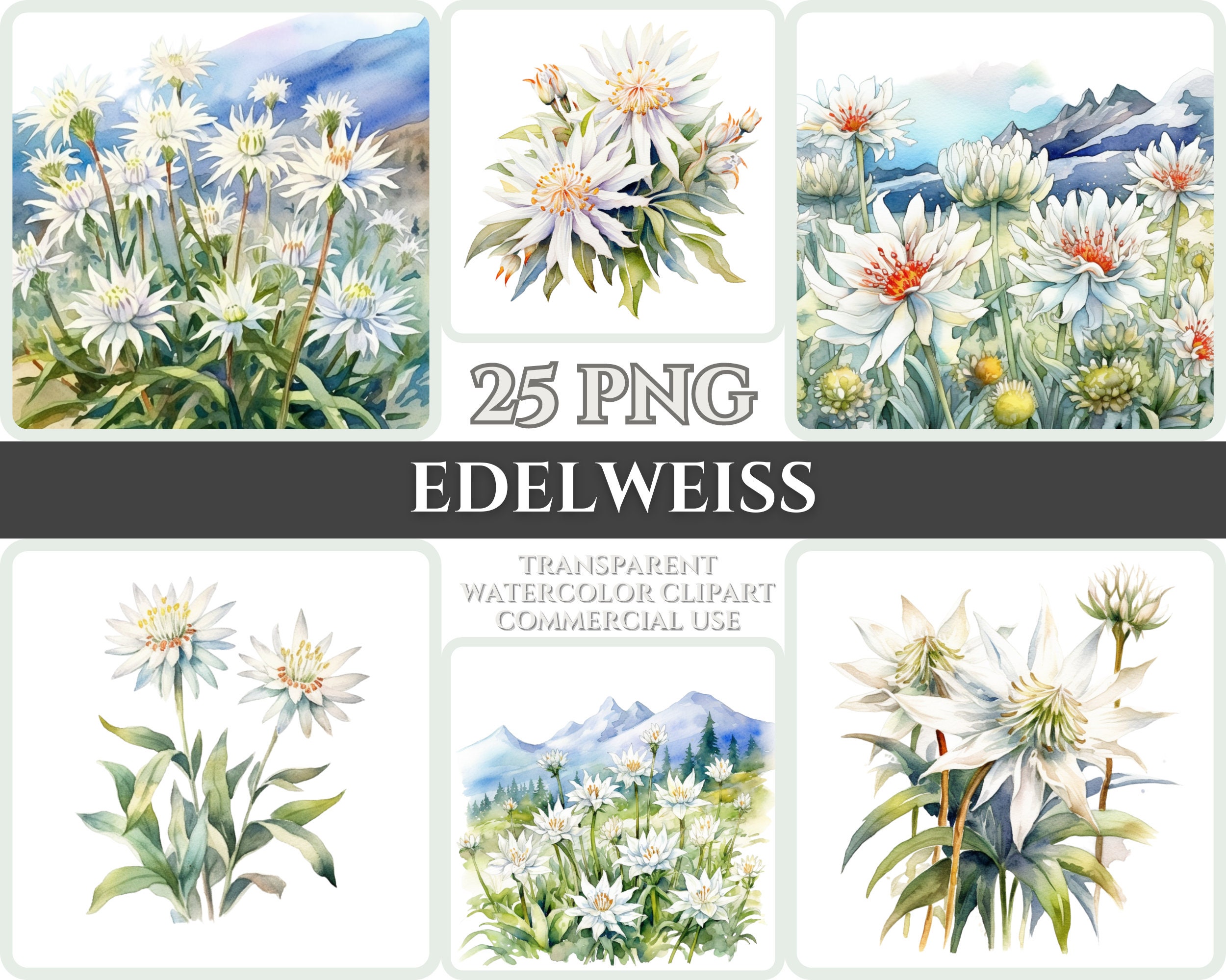 Watercolor Edelweiss Clipart, Romantic Floral PNG (digital Download) - Etsy