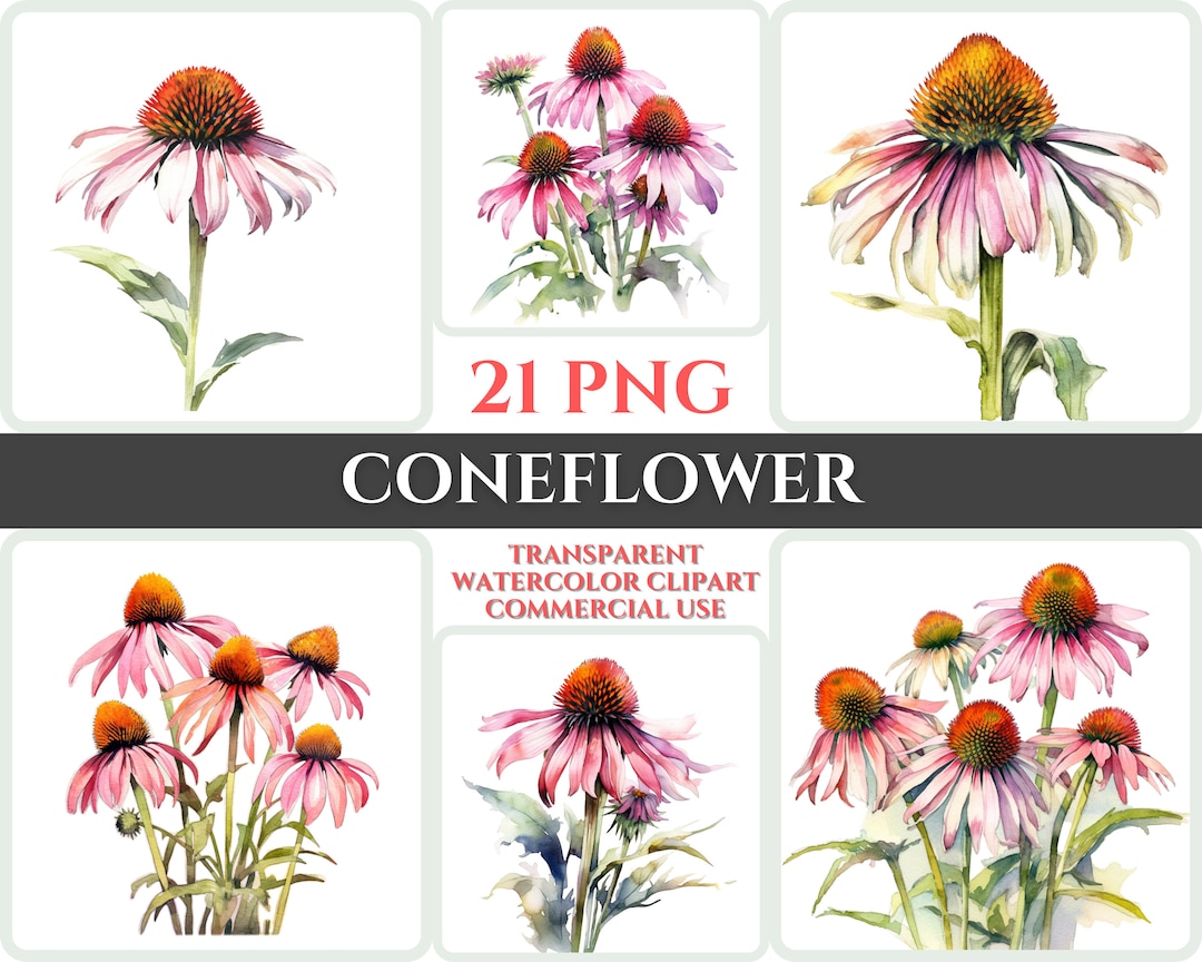 Watercolor Coneflower Clipart PNG Flower Blossom Image Romantic File