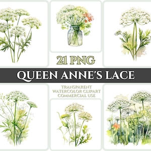 Aquarell Queen Anne's Lace Clipart PNG Blumen Blüte Bild Romantische Datei Sublimation Wallart Digitale Hochzeit Bouquet Bunte Blumen Art