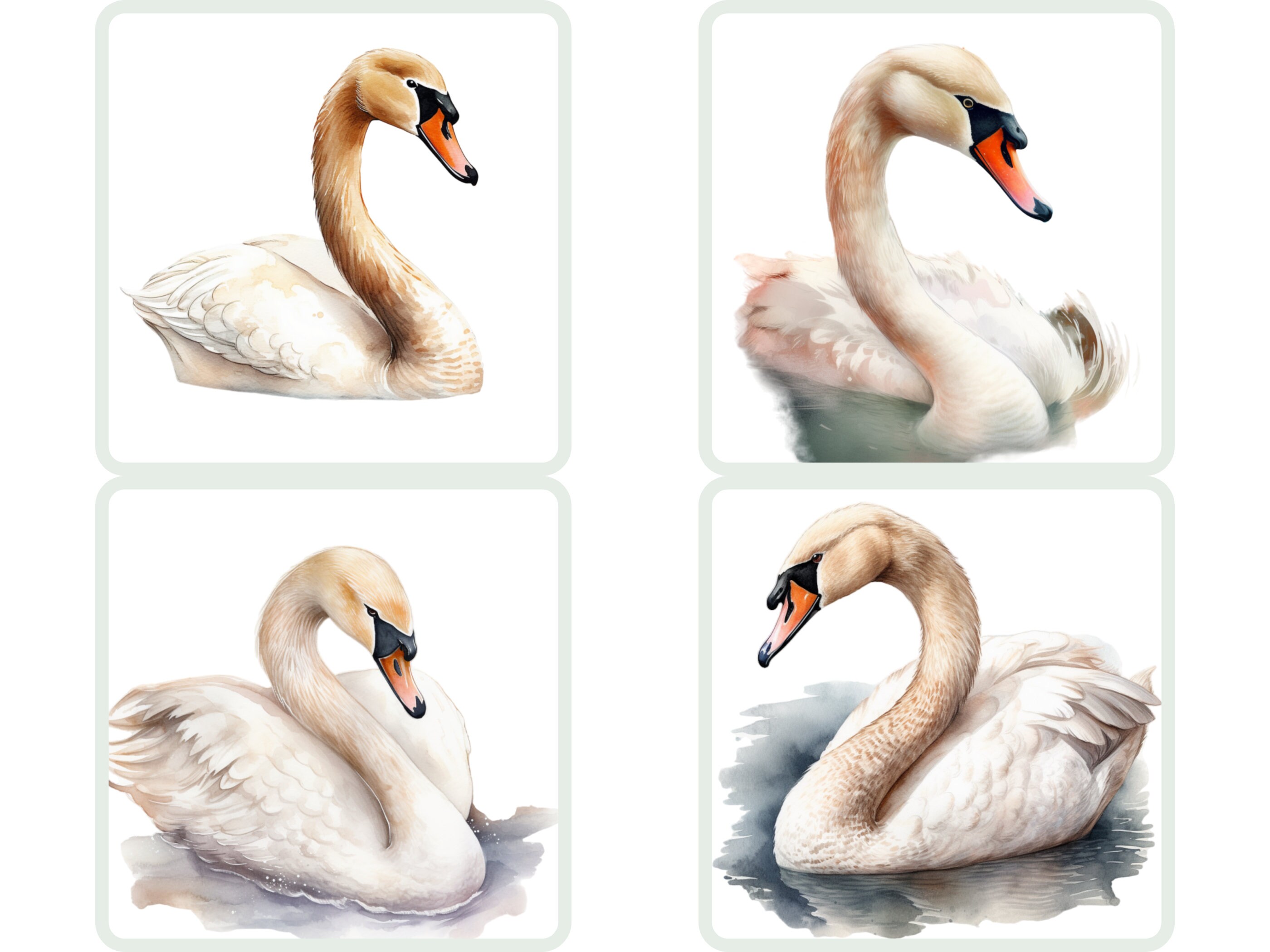 Watercolor Swan Clipart Swan PNG Bundle Swan Wallart Gift for - Etsy