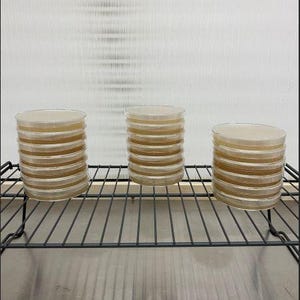 10 Pre-poured Agar Plates (Uncoloured) | 90mm LME Agar Plates for mycology, mushroom cultivation, and labtratory work
