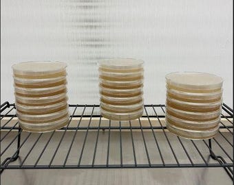 May include: Three stacks of clear, round petri dishes with a light brown substance inside, arranged on a black wire rack. The dishes are stacked in varying heights, with the tallest stack in the center.