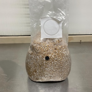 Peut inclure: Un sac en plastique transparent contenant un substrat pour la culture de champignons. Le sac est équipé d'un patch filtrant blanc et d'un orifice d'injection noir. Le substrat est un mélange de céréales et de matières organiques.