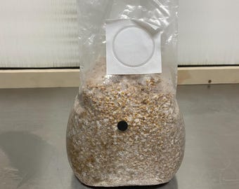 3 PACK — Colonized Mushroom Grain Spawn