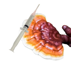 Peut inclure: Une seringue médicale est positionnée au-dessus d'un champignon à l'aspect stratifié. Le champignon a un bord blanc, passant à des teintes orange puis rouge foncé. La seringue est transparente avec des marquages noirs.