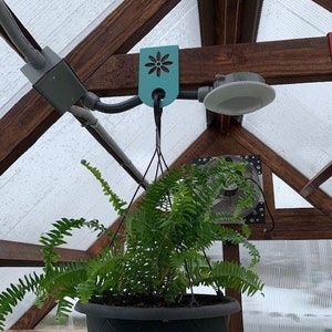 May include: A green fern plant in a black hanging planter with a blue flower-shaped tag hanging from the ceiling.