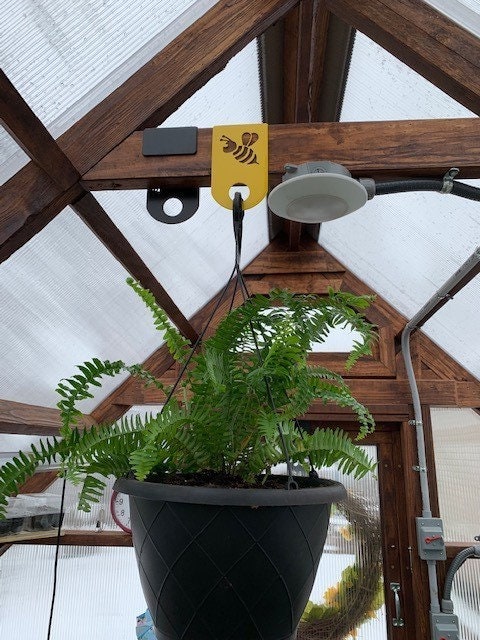 plant palm 6'' Sago Palm