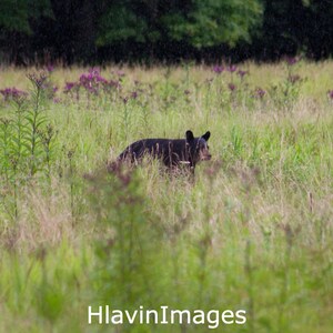 Black Bear in Grass