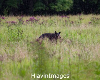 Orso nero in erba