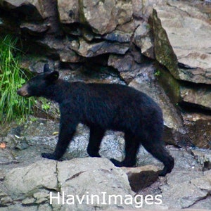 Young Black Bear