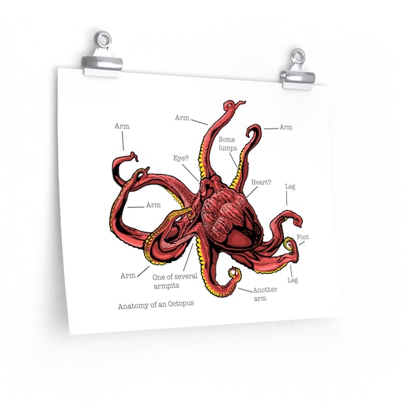 Octopus External Anatomy