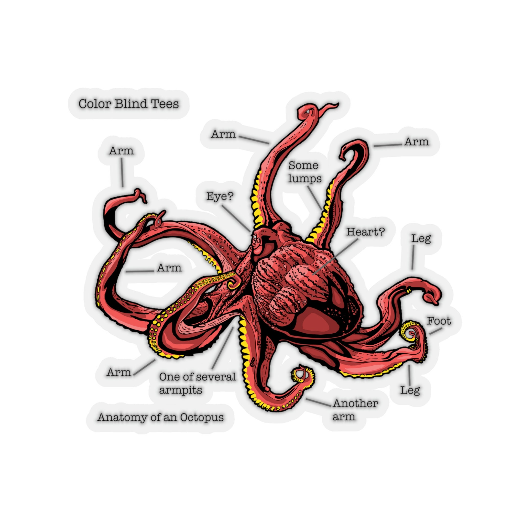 Octopus anatomie