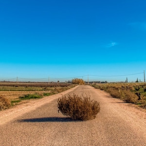 Tumbleweed, Salsola paulsenii