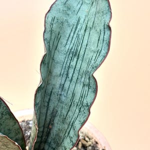 Sansevieria Kirkii Pepito Nena/RARE, Amazing and Unique Snake Plant/Architectural Plant/Easy Care Plant/US SELLER!