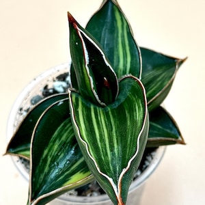 U.S. SELLER- Sansevieria Robusta Dwarf Variegated/Amazing and Unique Snake Plant/Easy Care Plant