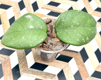 Hoya cv Magic Rooted Cutting/Rare Hoya/Wax Plant/Collectors Plant/US Seller