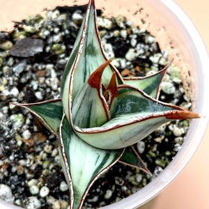Sansevieria Pinguicula White Variegated/Amazing, RARE, and Unique Snake Plant/Easy Care Plant/US SELLER!
