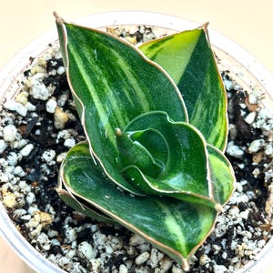 Sansevieria Andaman Variegated/Small Size/Amazing and Unique Snake Plant/Easy Care Plant/US SELLER!