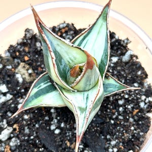 Sansevieria Pinguicula White Variegated/Amazing, RARE, and Unique Snake Plant/Easy Care Plant/US SELLER!