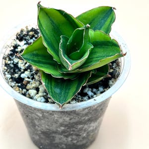Sansevieria Andaman Variegated/Large Size/Amazing and Unique Snake Plant/Easy Care Plant/US SELLER!