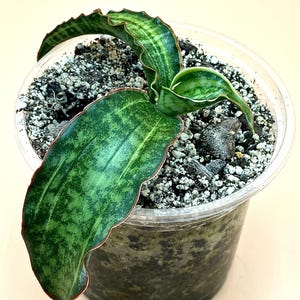 U.S. SELLER- Sansevieria Dragon Jade Variegated/Amazing and Unique Snake Plant/Easy Care Plant