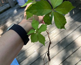 10 Bare Root Virginia Creeper Vines- Climbing, Trellising, Hardy Plant-Live Plant-Starter-Cuttings-Shipped Live ready to plant