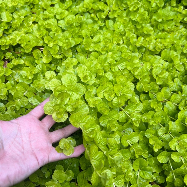 10 Creeping Jenny Plant Rooted Cuttings-these are very hardy in zones 4-9. Beautiful carpet of lime green.