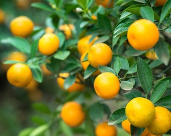 15 Calamondin Citrus, Calamansi Zaden voor opplant,