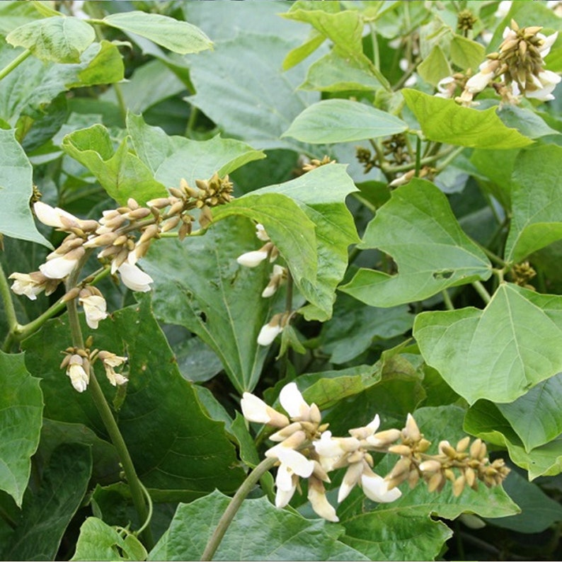 20 seed potato bean pachyrhizus erosus yam bean mexican potato seeds True Jicama image 4