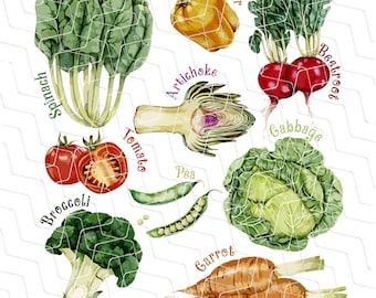 Vegetable PNG, Veggies, Outdoor Garden Vegetables, Vegetable Clip Art, Vegetable Designs