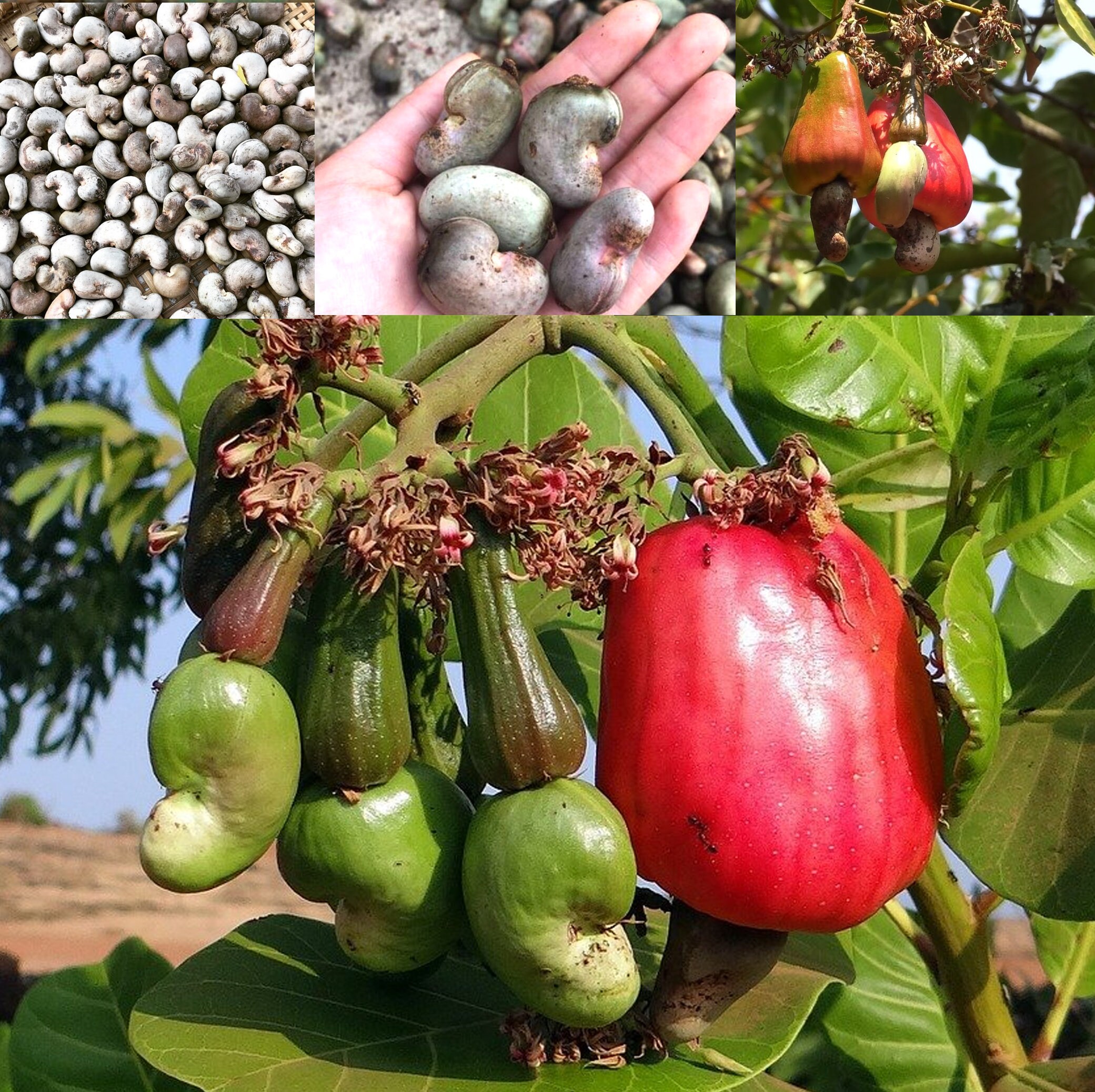 Cashew Nut Seed, Anacardium Occidentale 10 Seeds for Planting Etsy