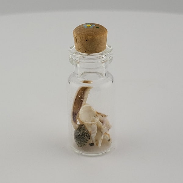 Vintage Miniature Seashells in a Glass Jar with Lid