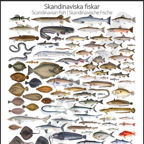 Skandinaviska fiskar | Skandinavischer Fisch | Skandinavische Fische – Poster