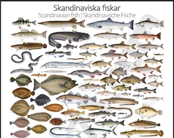 Skandinaviska fiskar | Scandinavian Fish | Skandinavische Fische – Poster