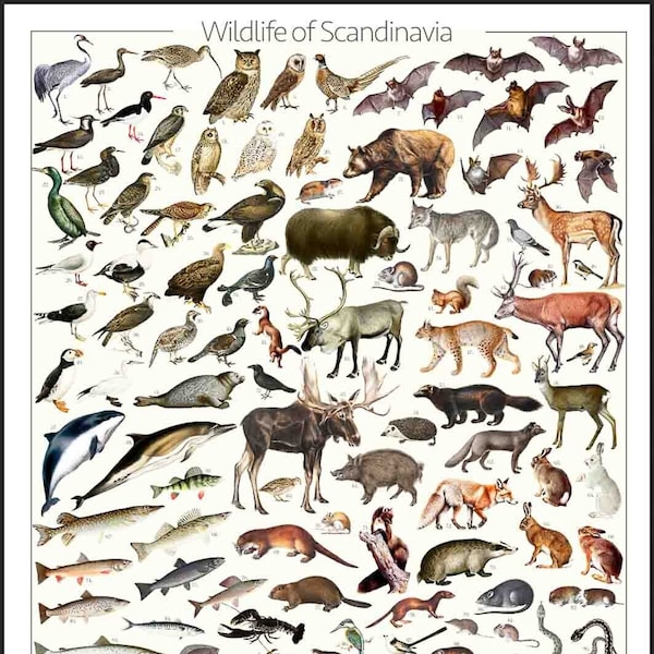 Vida silvestre escandinava / Skandinavische Wildtiere / Skandinavisk Vild Djur – Póster digital